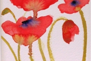 160-005 Poppies £37.50 Watercolour on W/C Paper Mounted 25x20cm
